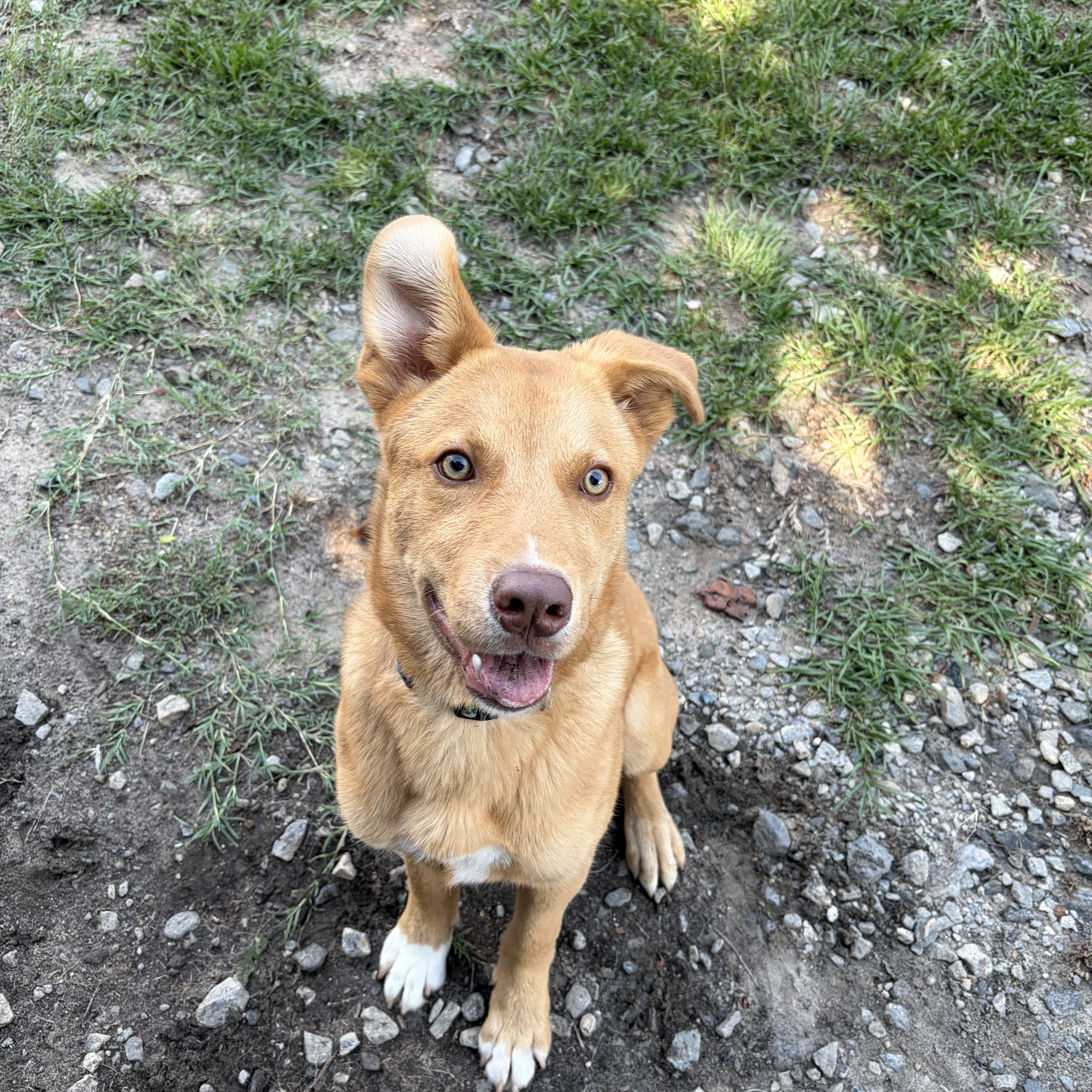 Denali, ADOPTABLE, Puppy Male Husky & Terrier.