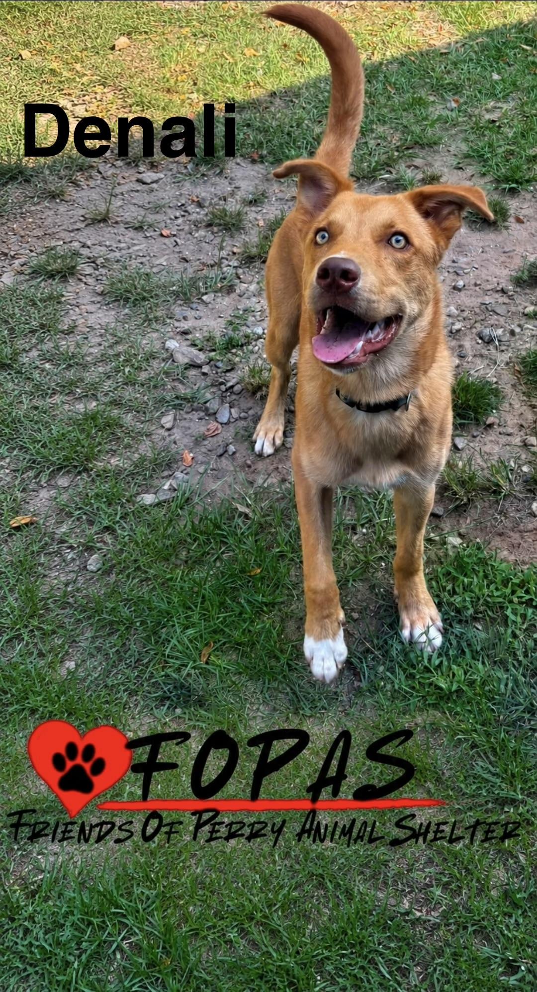 Enlarge Denali, a ADOPTABLE mixed breed in Perry, GA image 3/3