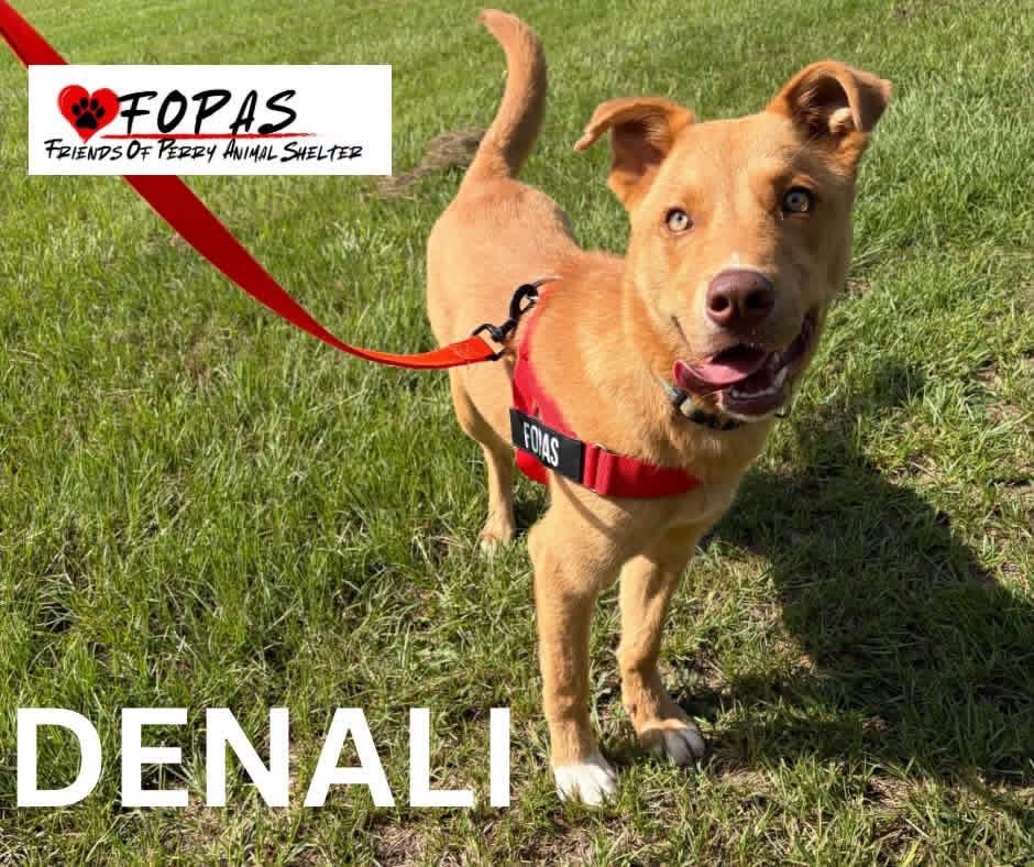 Enlarge Denali, a ADOPTABLE mixed breed in Perry, GA image 2/3
