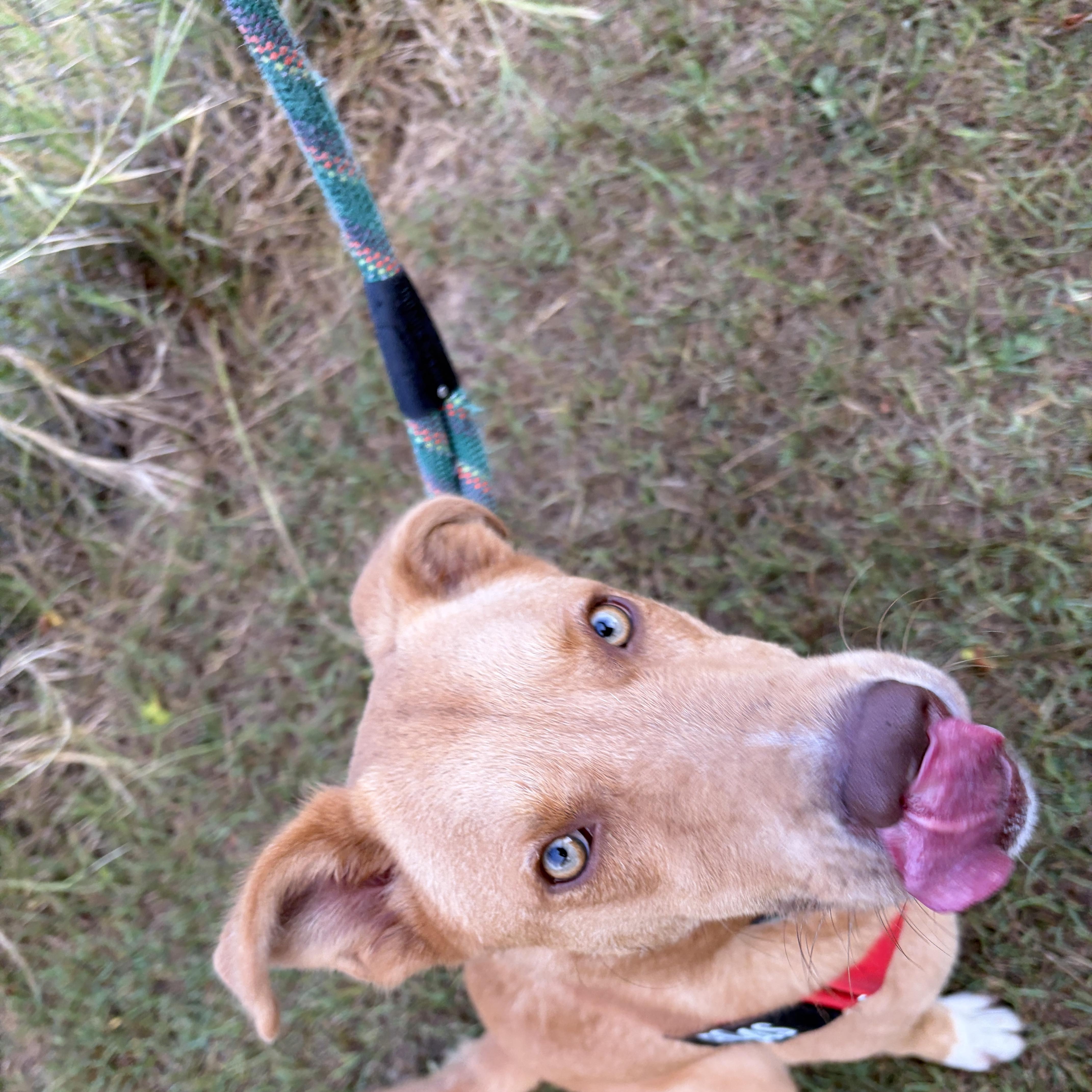 Enlarge Denali, a Adoptable mixed breed in Perry, GA image 6/6
