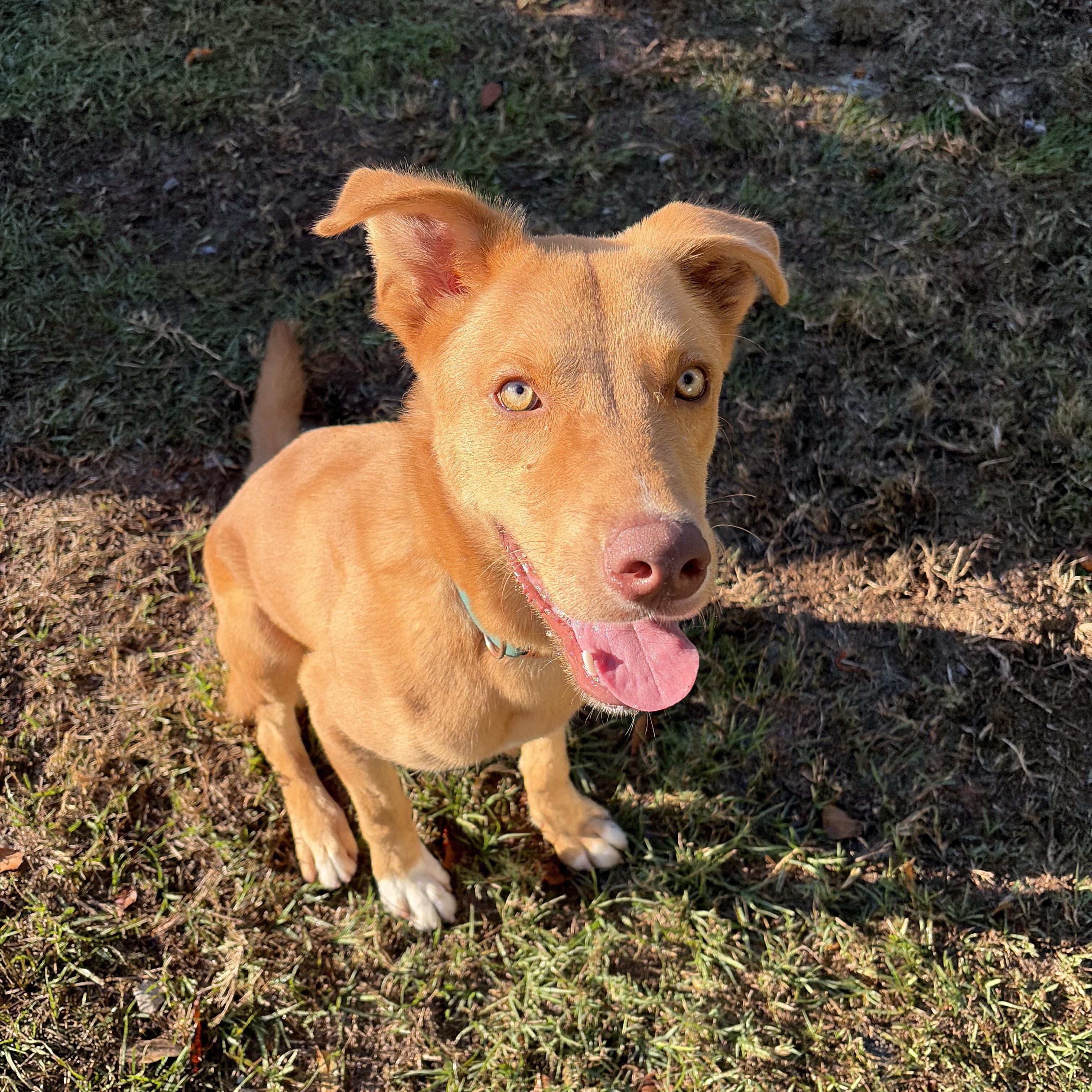 Denali, Adoptable, Puppy Male Husky & Terrier.