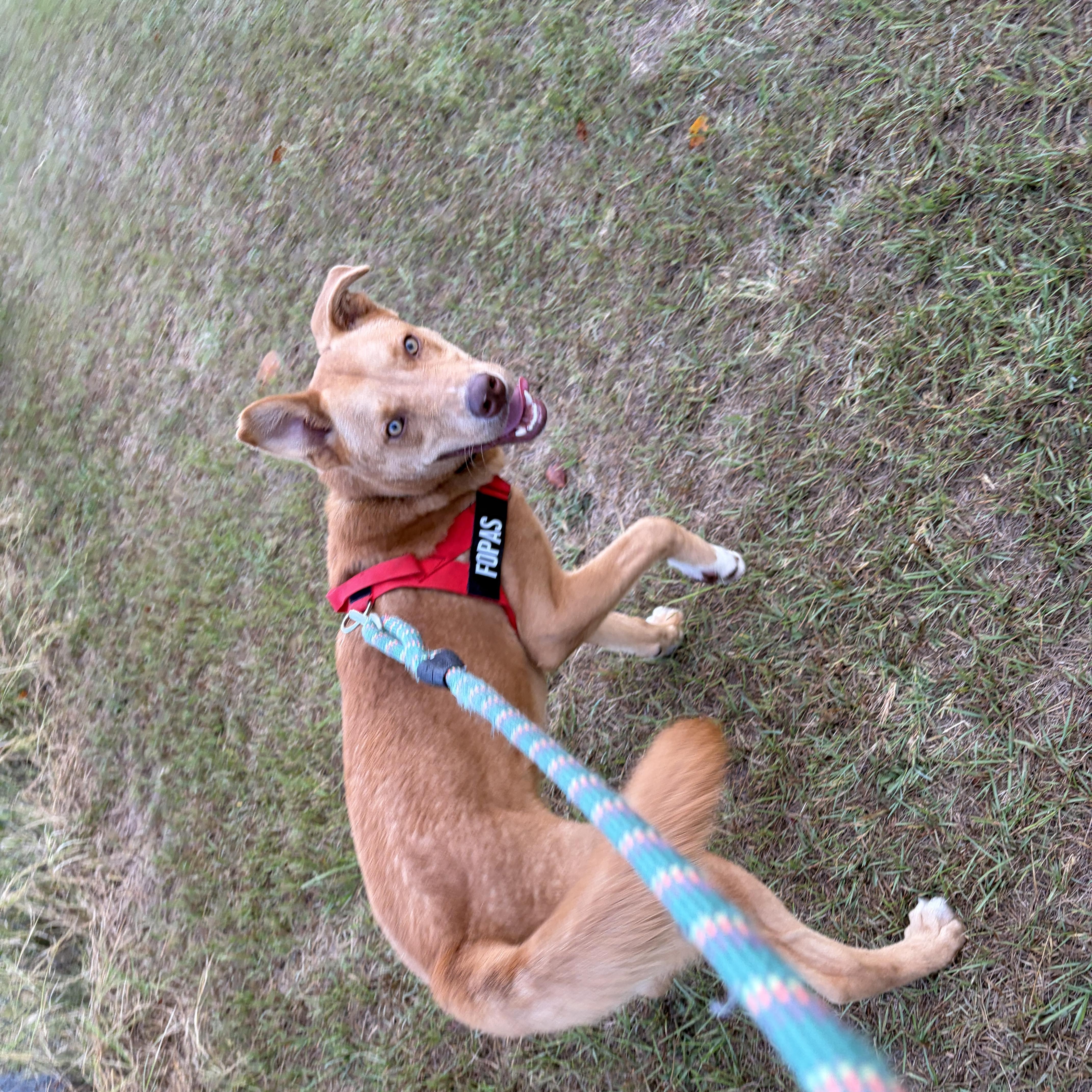 Enlarge Denali, a Adoptable mixed breed in Perry, GA image 5/6