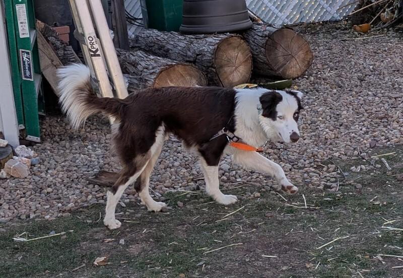 Enlarge Jennings, a Adoptable mixed breed in Fort Collins, CO image 1/6