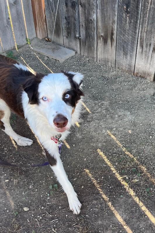 Enlarge Jennings, a Adoptable mixed breed in Fort Collins, CO image 2/6