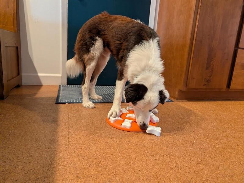 Enlarge Jennings, a Adoptable mixed breed in Fort Collins, CO image 3/6