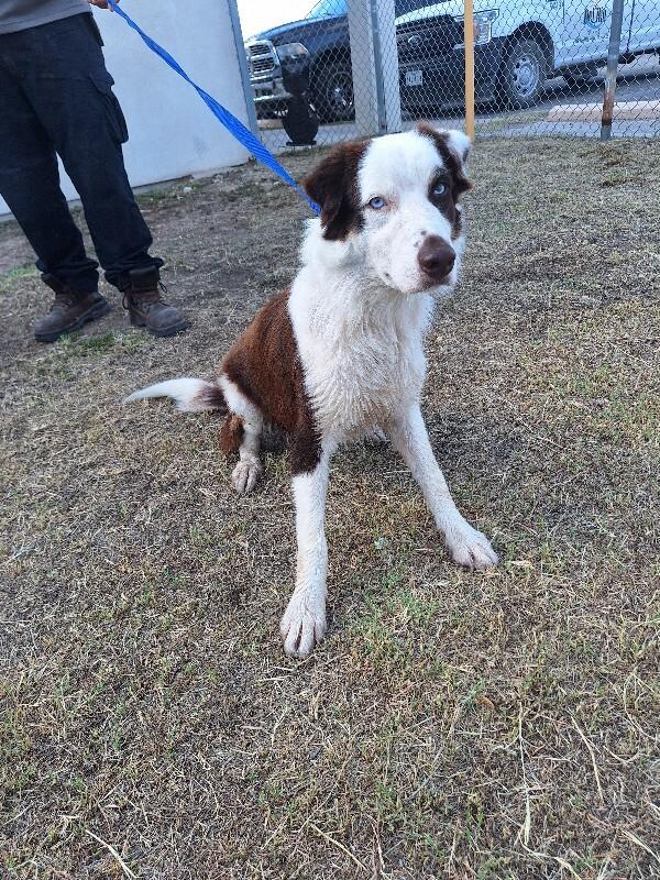 Enlarge Jennings, a Adoptable mixed breed in Fort Collins, CO image 4/6