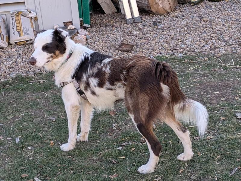 Enlarge Jennings, a Adoptable mixed breed in Fort Collins, CO image 5/6
