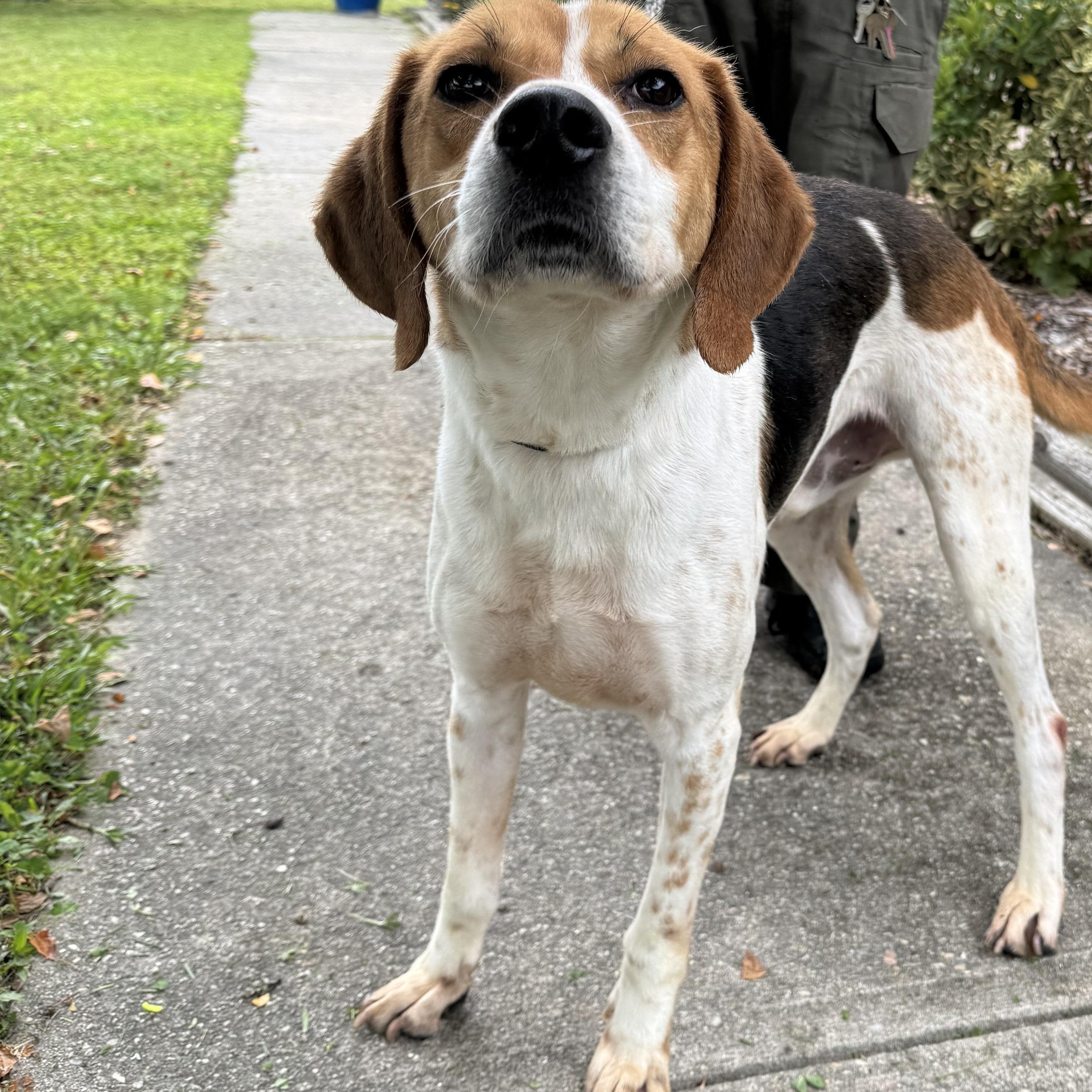 Goofy, a Adoptable Hound in Elberon, VA image 1/4