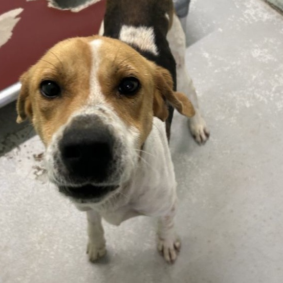 Goofy, a Adoptable Hound in Elberon, VA image 2/4