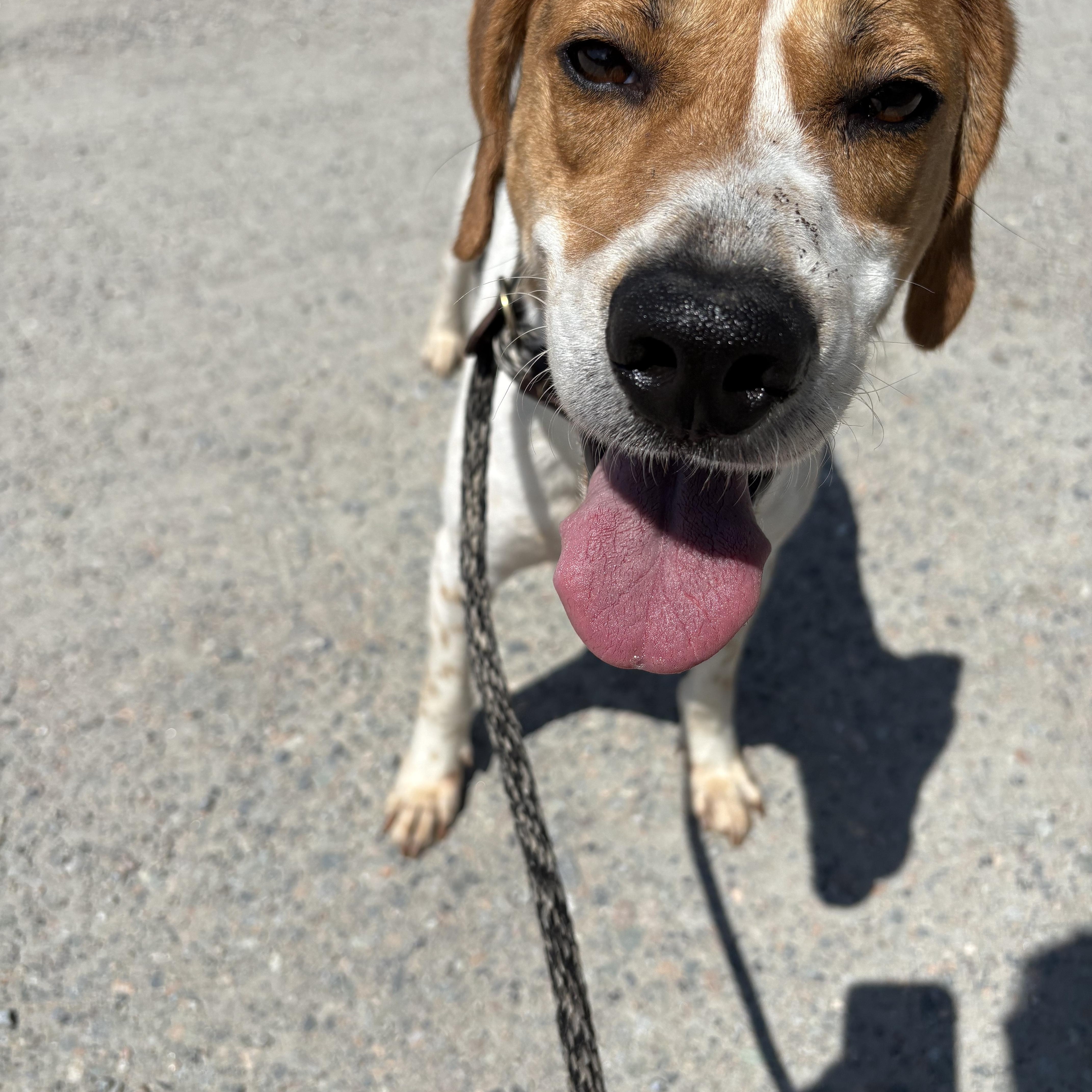 Goofy, a Adoptable Hound in Elberon, VA image 3/4