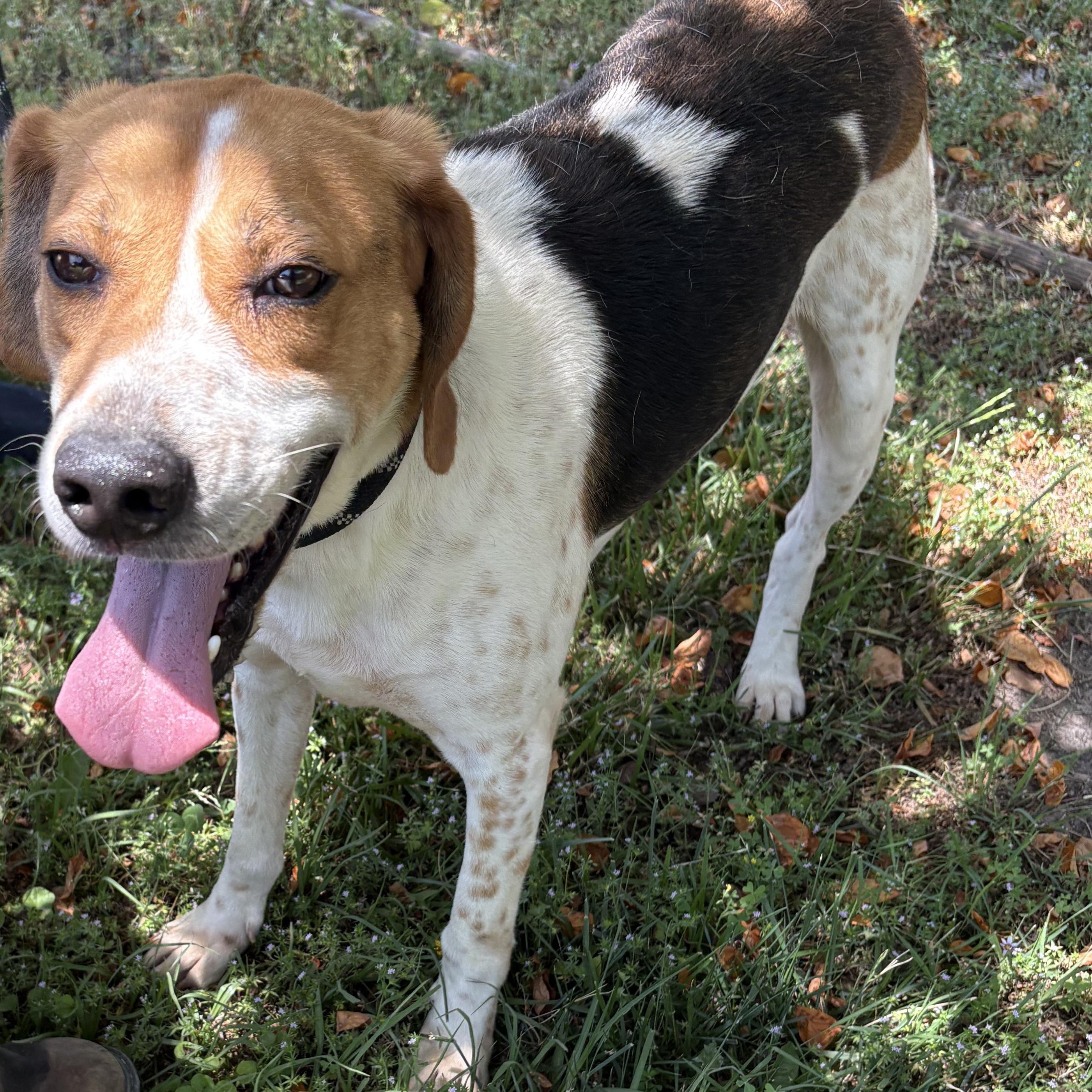 Goofy, a Adoptable Hound in Elberon, VA image 4/4