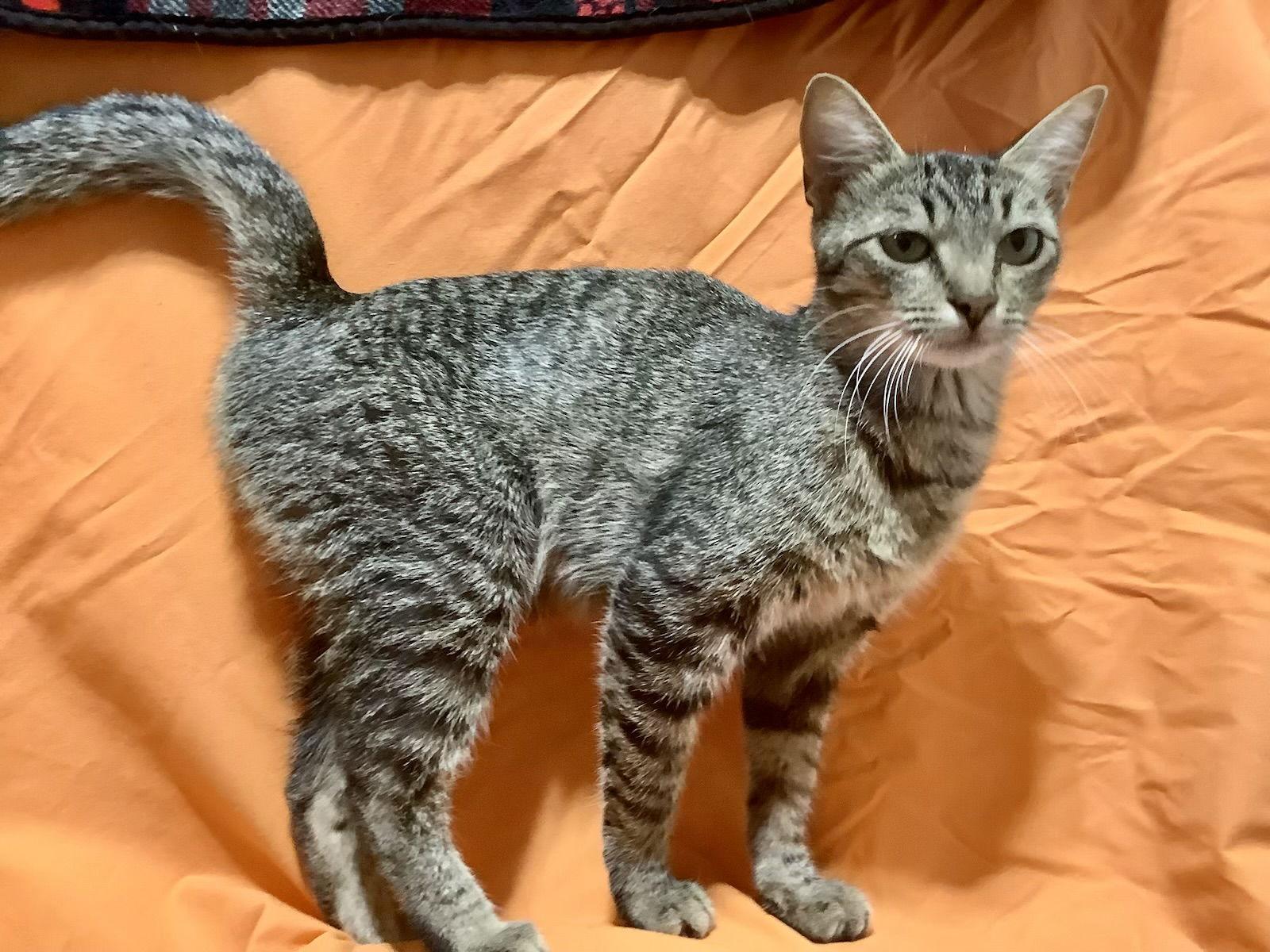 Autumn (The Autumn Litter), a Adoptable Domestic Short Hair in Mattoon, IL image 1/3