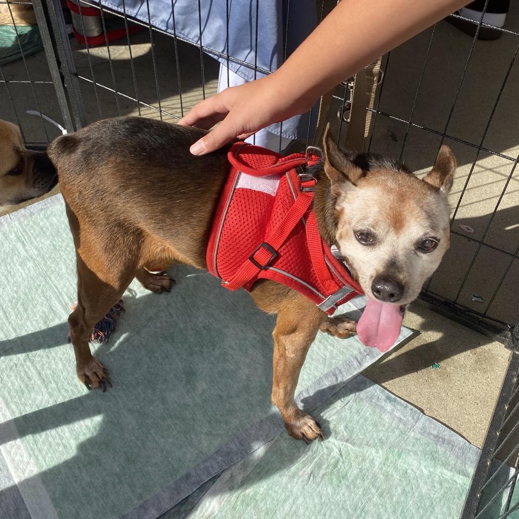 Diesel, a Adoptable Miniature Pinscher in Escondido, CA image 1/5