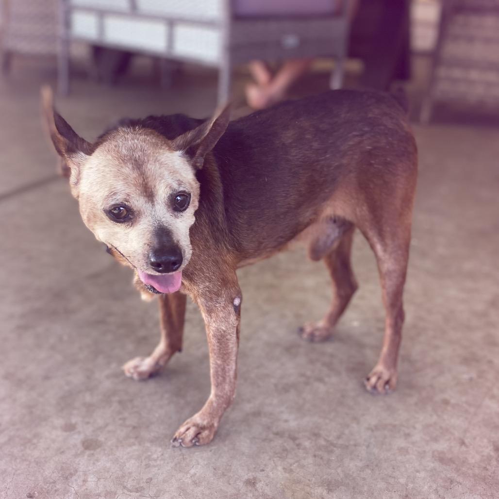 Enlarge Diesel, a Adoptable Miniature Pinscher in Escondido, CA image 1/6