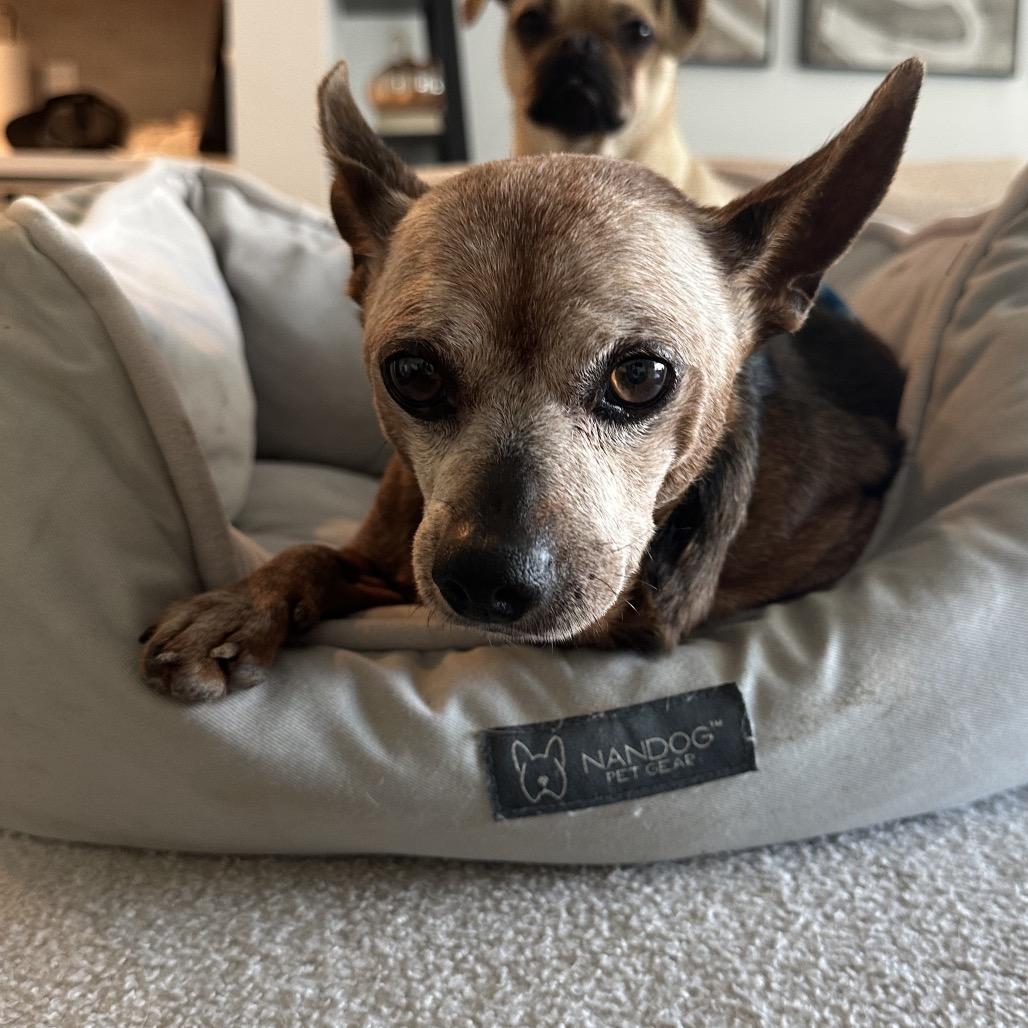 Enlarge Diesel, a Adoptable Miniature Pinscher in Escondido, CA image 2/6