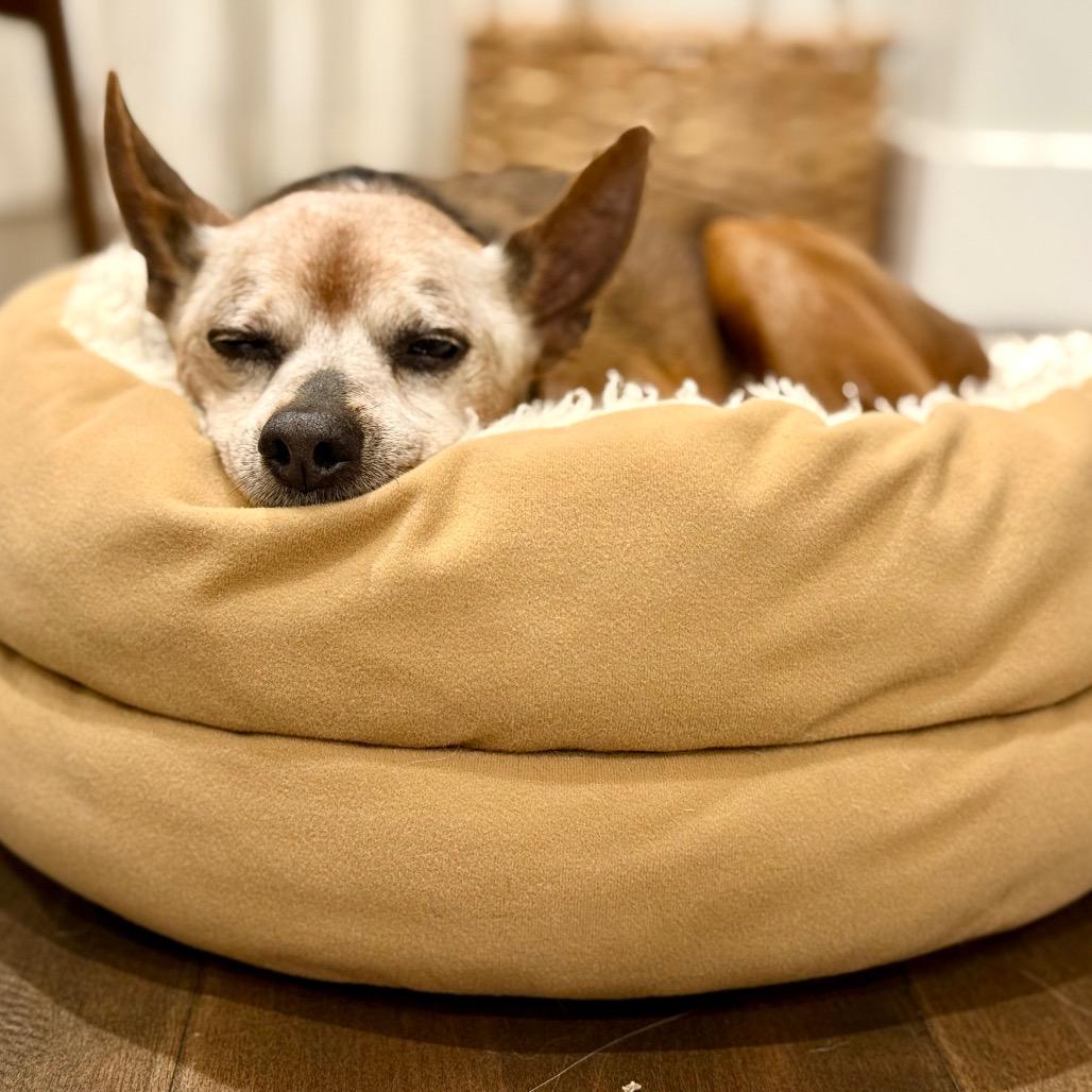 Diesel, Adoptable, Senior Male Miniature Pinscher.