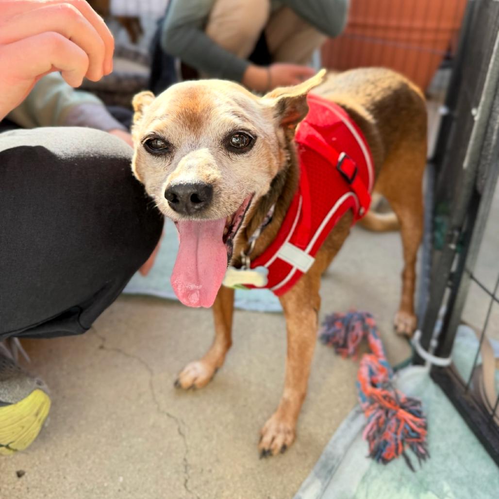 Enlarge Diesel, a Adoptable Miniature Pinscher in Escondido, CA image 3/6