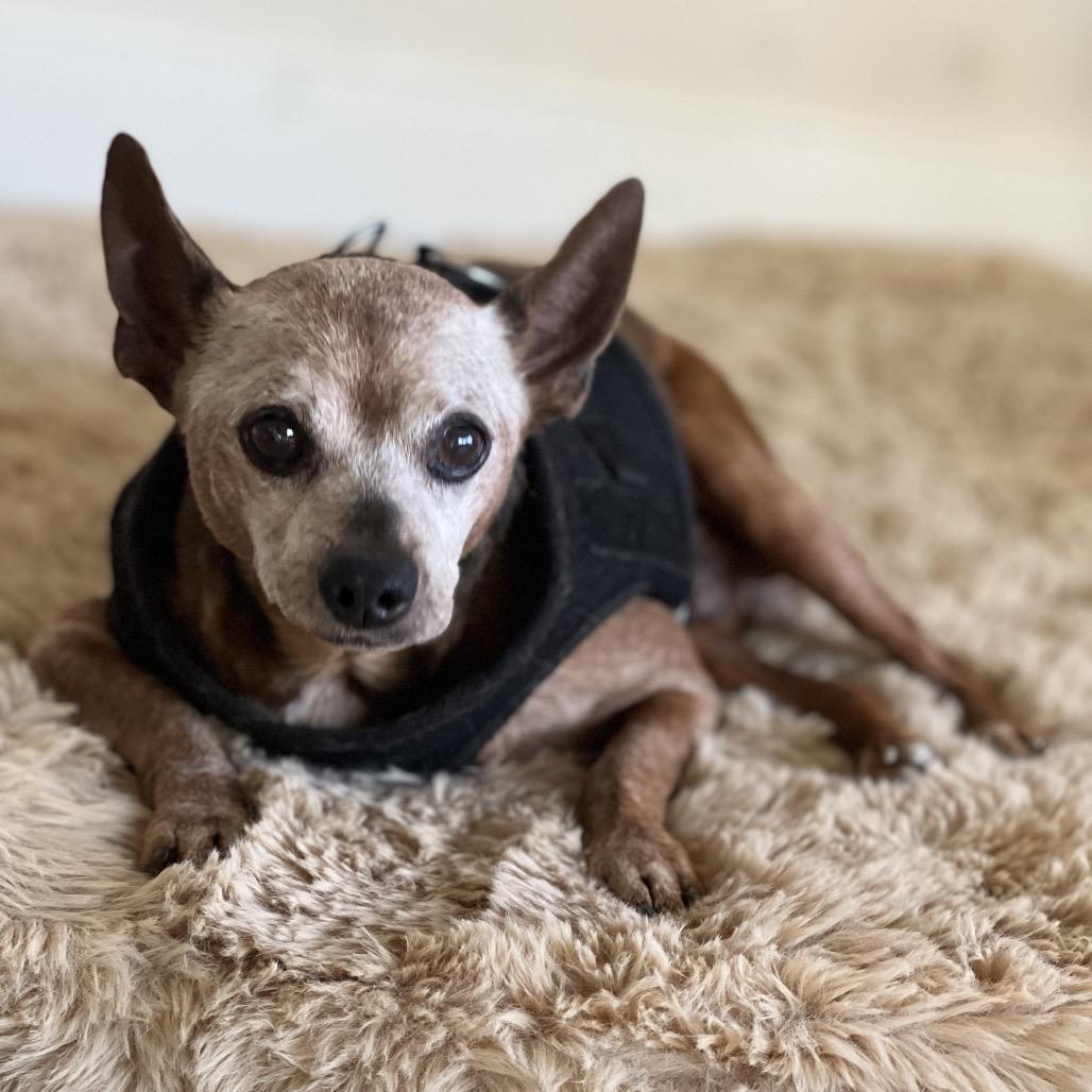 Enlarge Diesel, a Adoptable Miniature Pinscher in Escondido, CA image 4/6