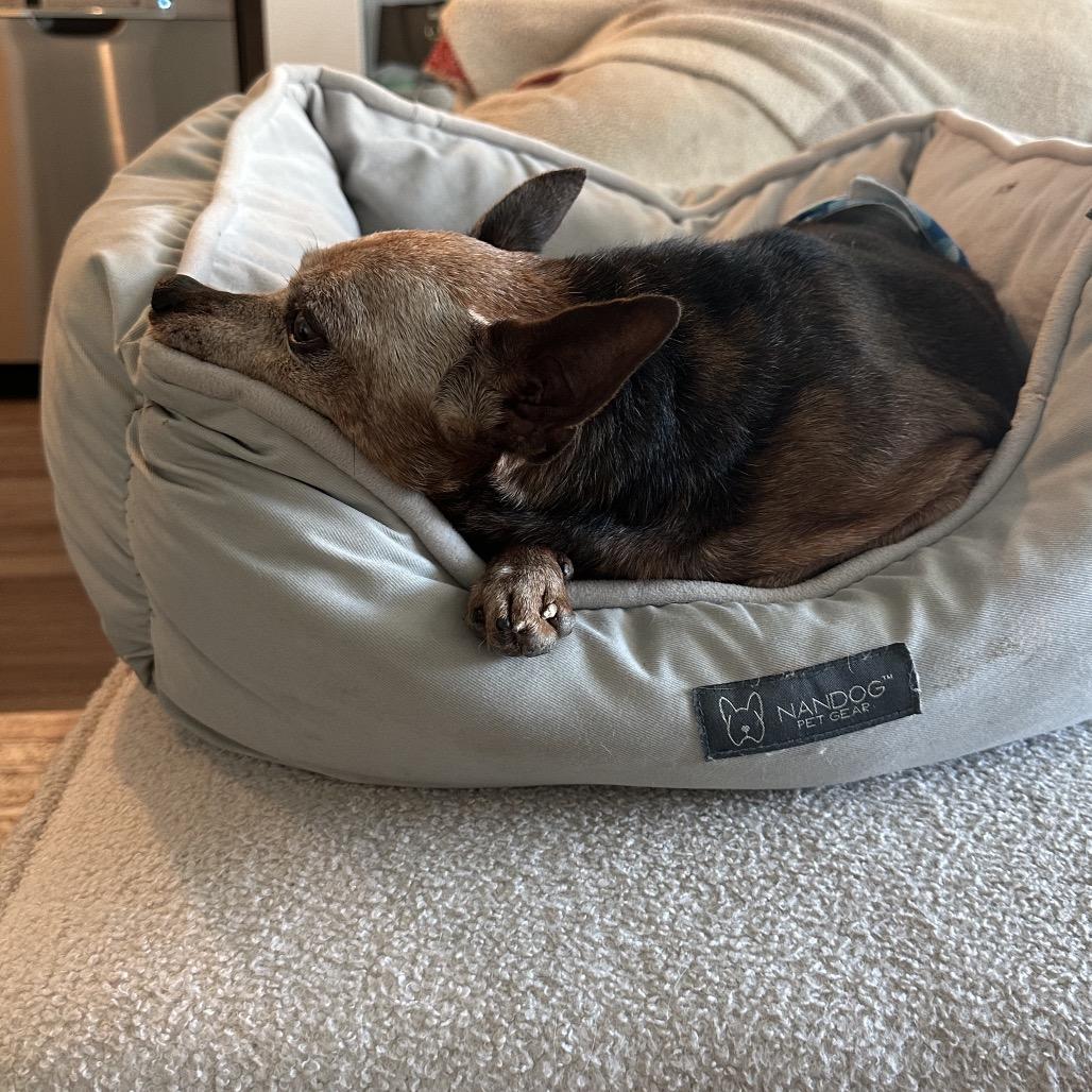 Enlarge Diesel, a Adoptable Miniature Pinscher in Escondido, CA image 5/6