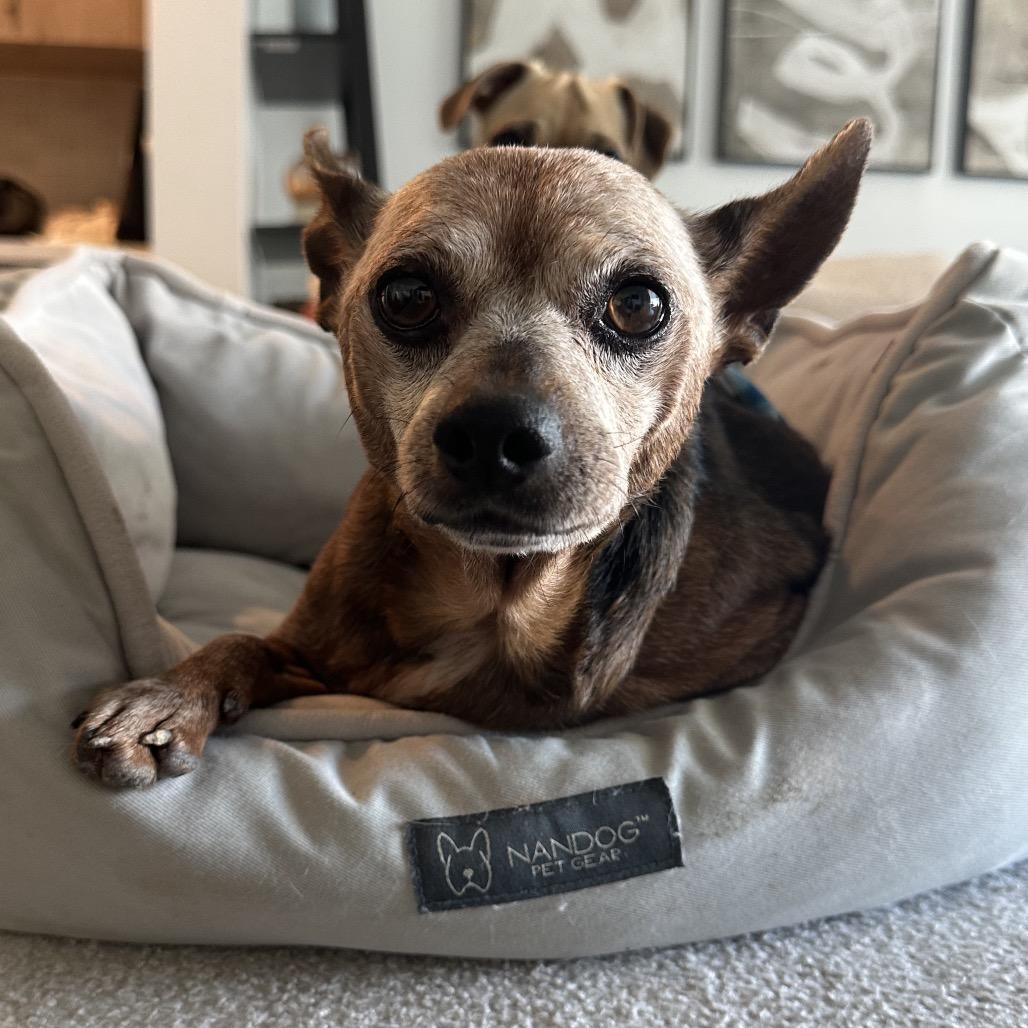 Enlarge Diesel, a Adoptable Miniature Pinscher in Escondido, CA image 6/6