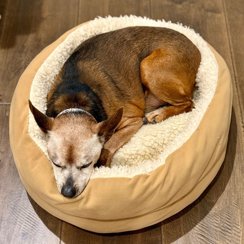 Enlarge Diesel, a Adoptable Miniature Pinscher in Escondido, CA image 5/5