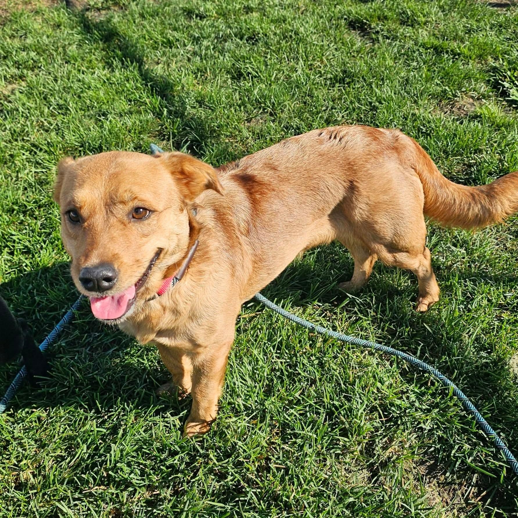 Enlarge Laverne, a Adoptable mixed breed in Minooka, IL image 1/4