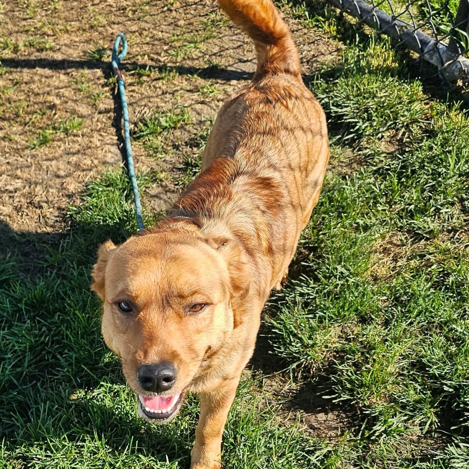 Enlarge Laverne, a Adoptable mixed breed in Minooka, IL image 2/4