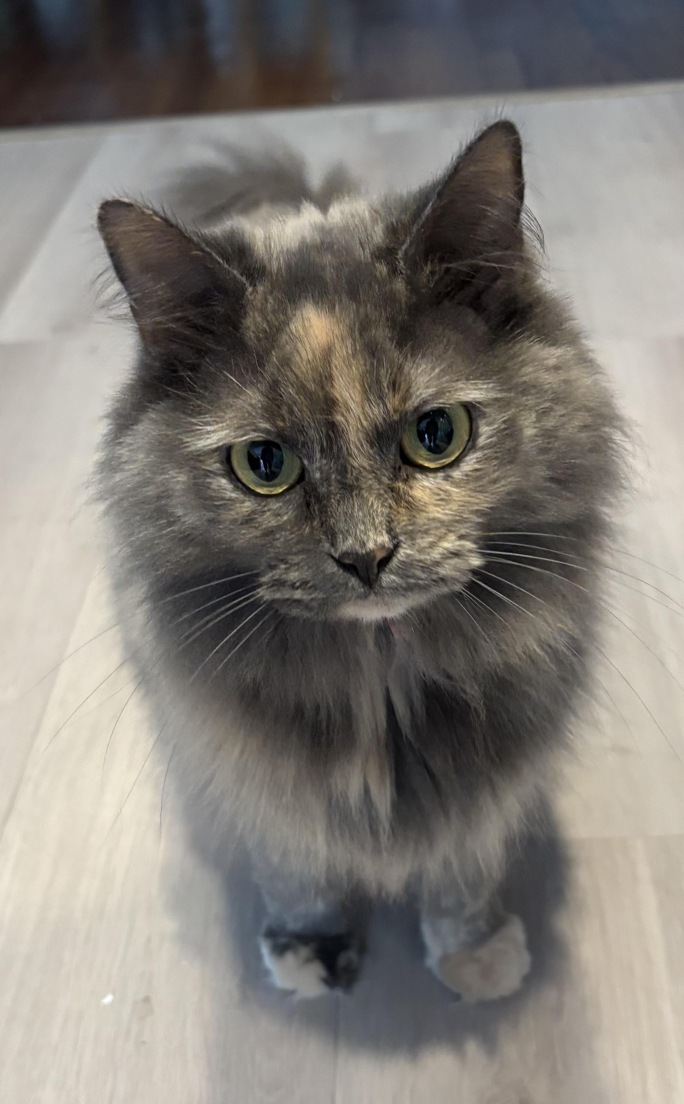 Enlarge Emma, a Adoptable Domestic Long Hair in Westfield, NJ image 2/3