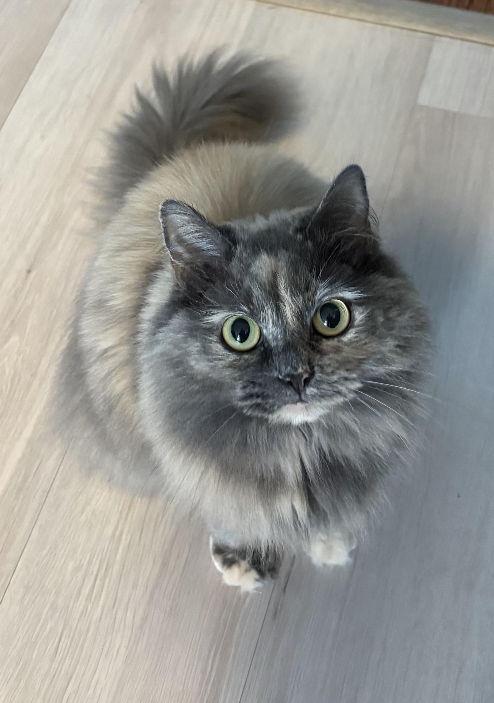 Emma, Adoptable, Adult Female Domestic Long Hair.