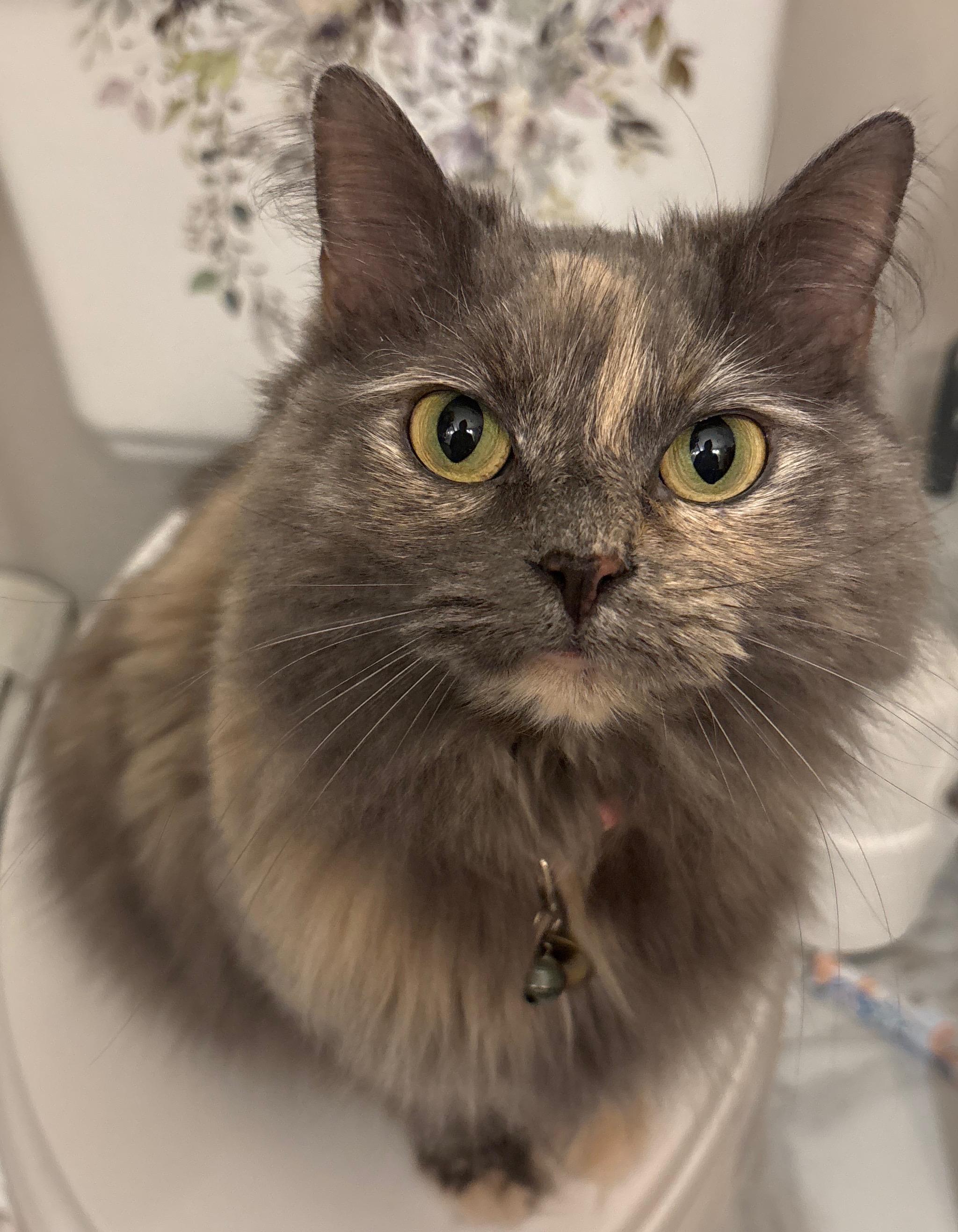 Enlarge Emma, a Adoptable Domestic Long Hair in Westfield, NJ image 3/3