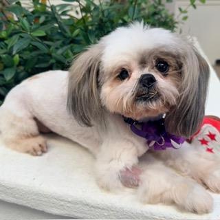 Enlarge YAHTZEE, a Adopted Shih Tzu in Santa Monica, CA image 3/3