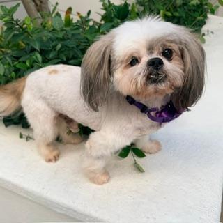 Enlarge YAHTZEE, a Adopted Shih Tzu in Santa Monica, CA image 2/3