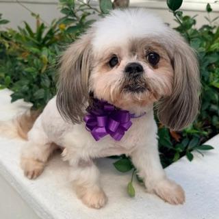 YAHTZEE, Adopted, Senior Male Shih Tzu.