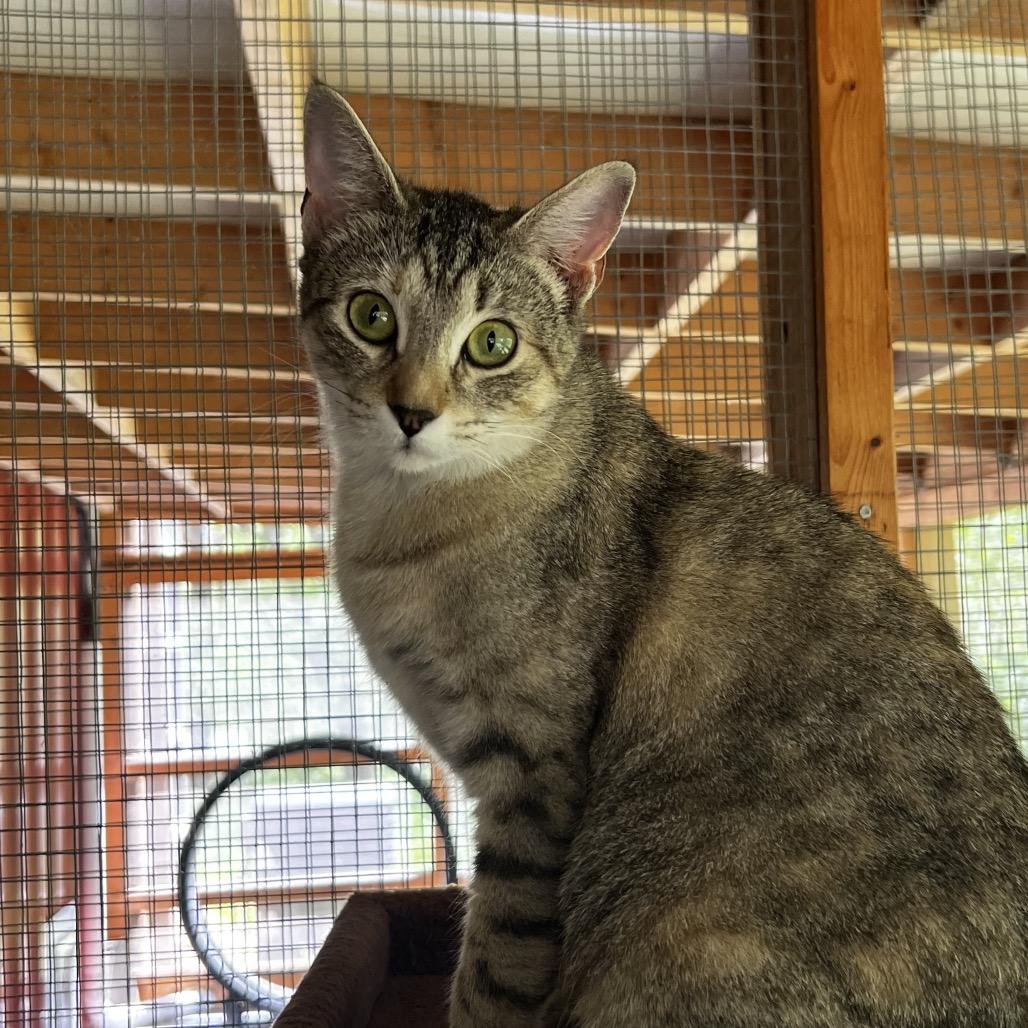 Solina, a Adoptable Domestic Short Hair in Brighton, MO image 1/6