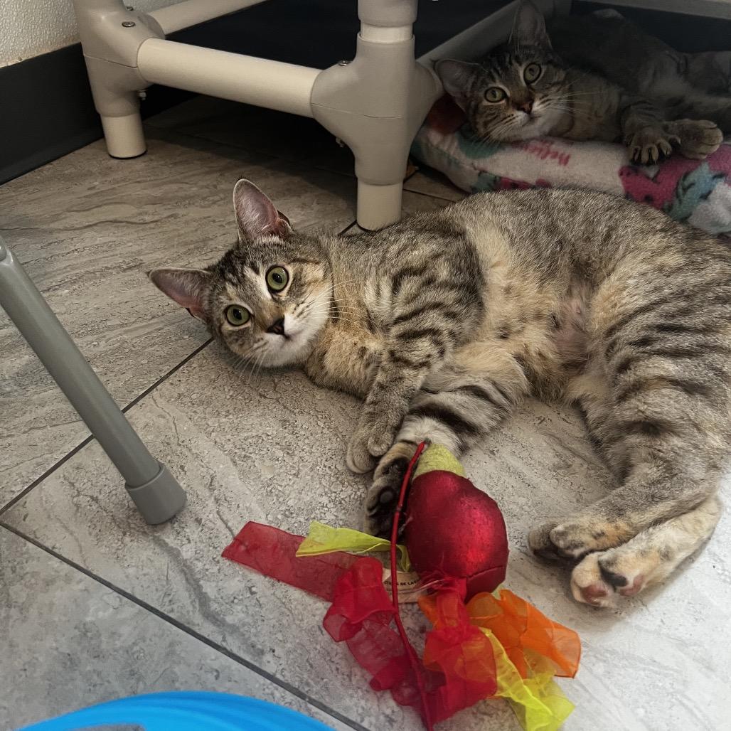 Solina, a Adoptable Domestic Short Hair in Brighton, MO image 2/6
