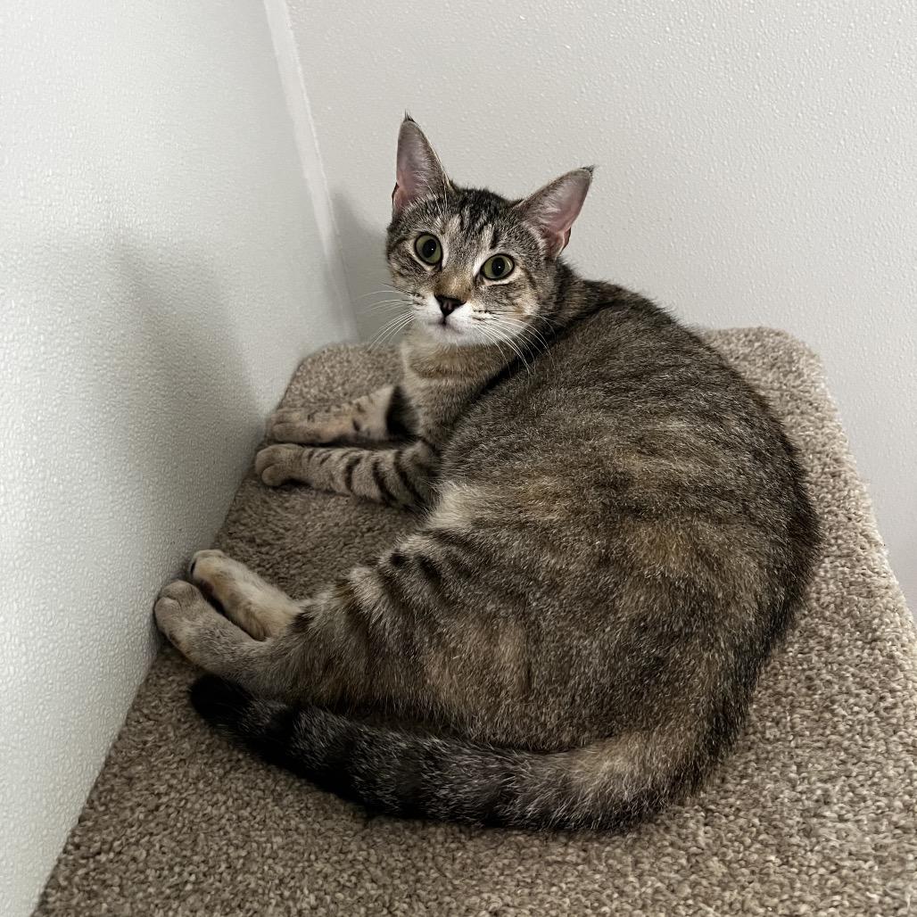 Solina, a Adoptable Domestic Short Hair in Brighton, MO image 2/6