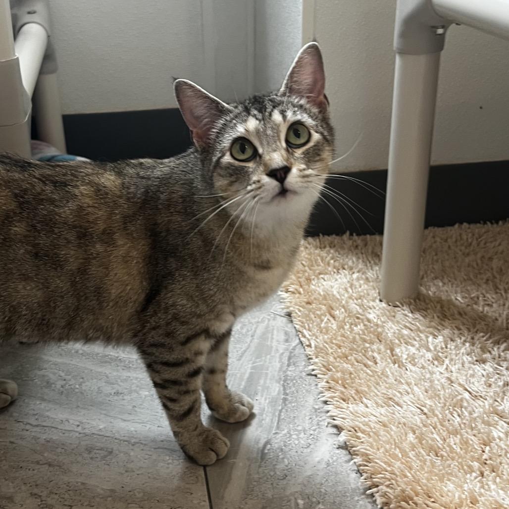 Solina, a Adoptable Domestic Short Hair in Brighton, MO image 3/6