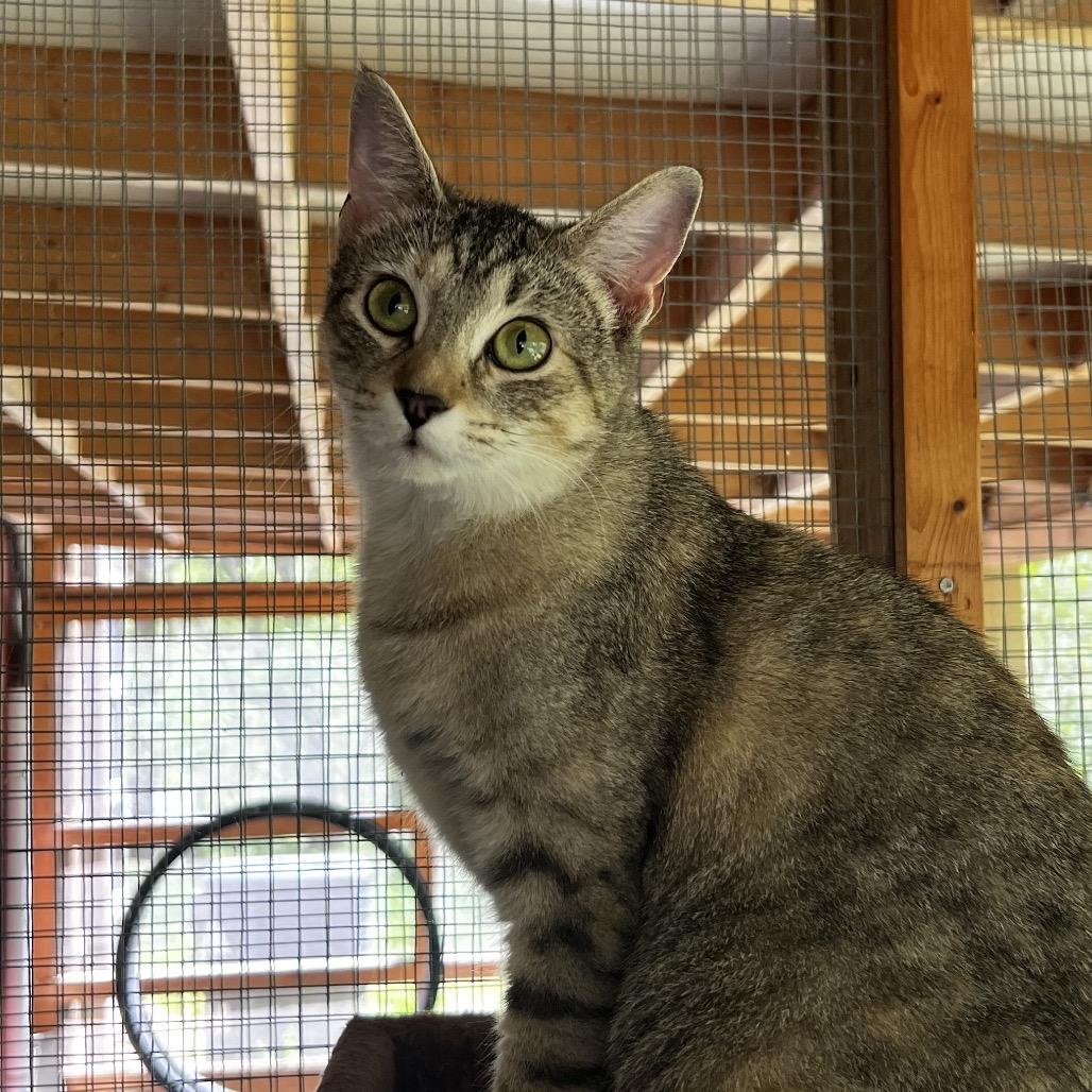 Solina, a Adoptable Domestic Short Hair in Brighton, MO image 4/6