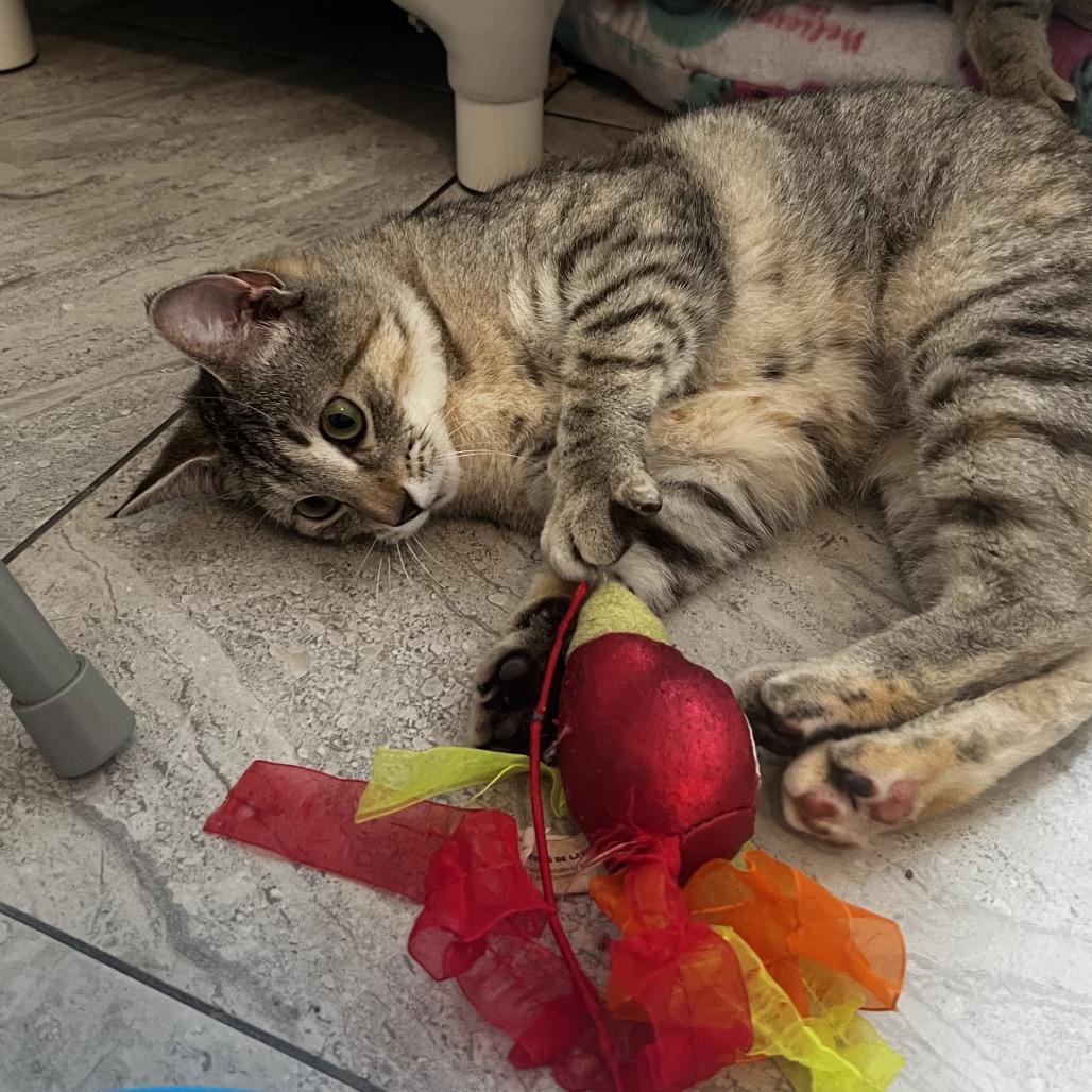 Solina, a Adoptable Domestic Short Hair in Brighton, MO image 5/6
