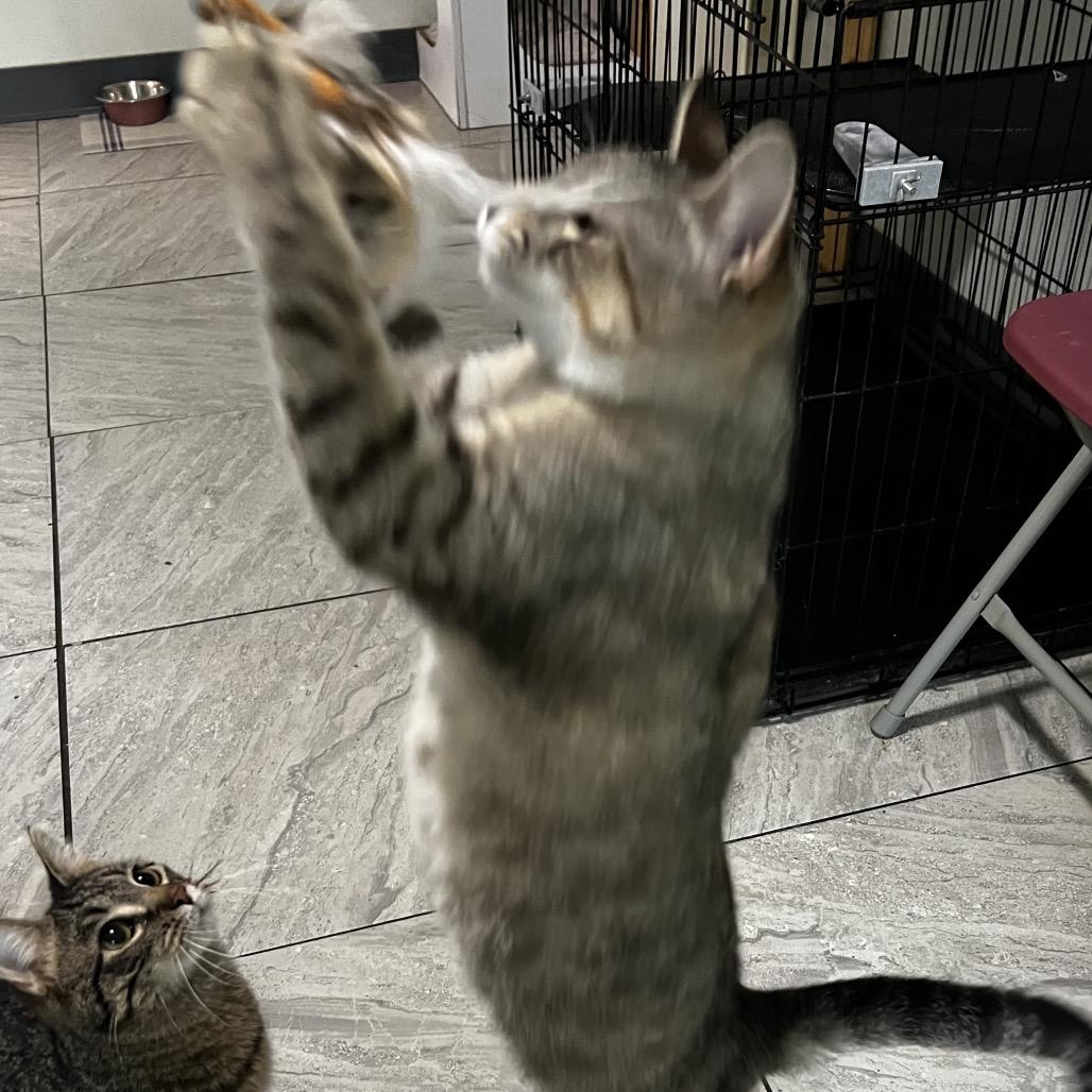 Solina, a Adoptable Domestic Short Hair in Brighton, MO image 5/6