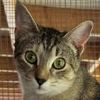 Solina, a Adoptable Domestic Short Hair in Brighton, MO image 6/6