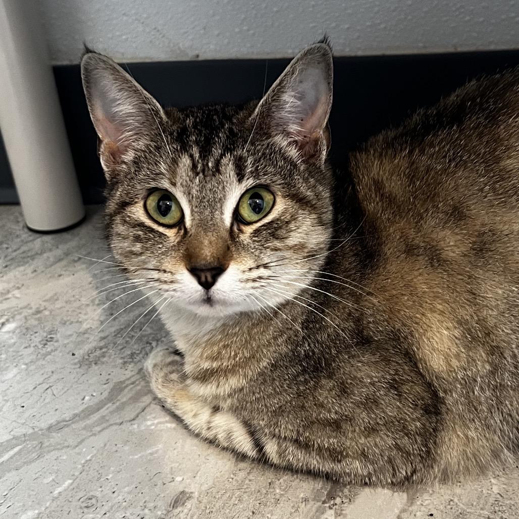 Solina, a Adoptable Domestic Short Hair in Brighton, MO image 6/6