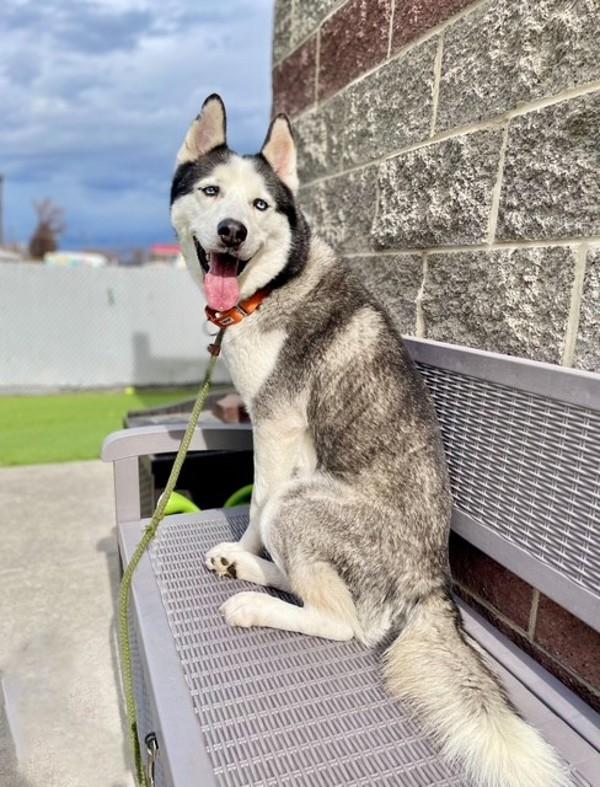 Koda, a Adoptable mixed breed in Salt Lake City, UT image 1/6