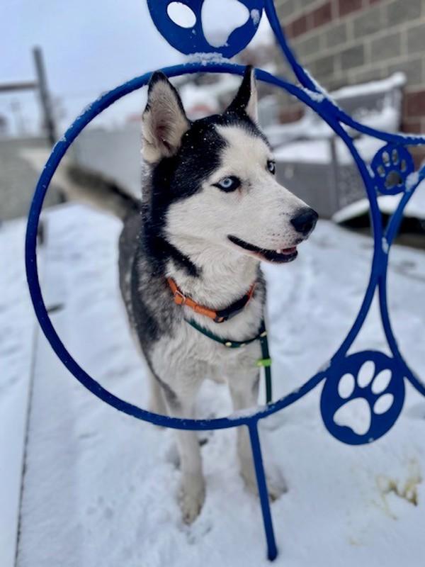 Koda, a Adoptable mixed breed in Salt Lake City, UT image 2/6