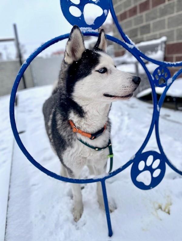 Koda, a Adoptable mixed breed in Salt Lake City, UT image 3/6