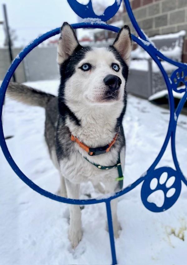 Koda, a Adoptable mixed breed in Salt Lake City, UT image 4/6