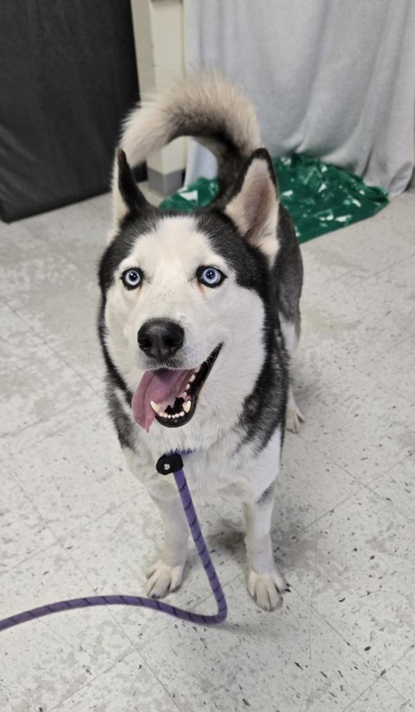 Koda, a Adoptable mixed breed in Salt Lake City, UT image 5/6