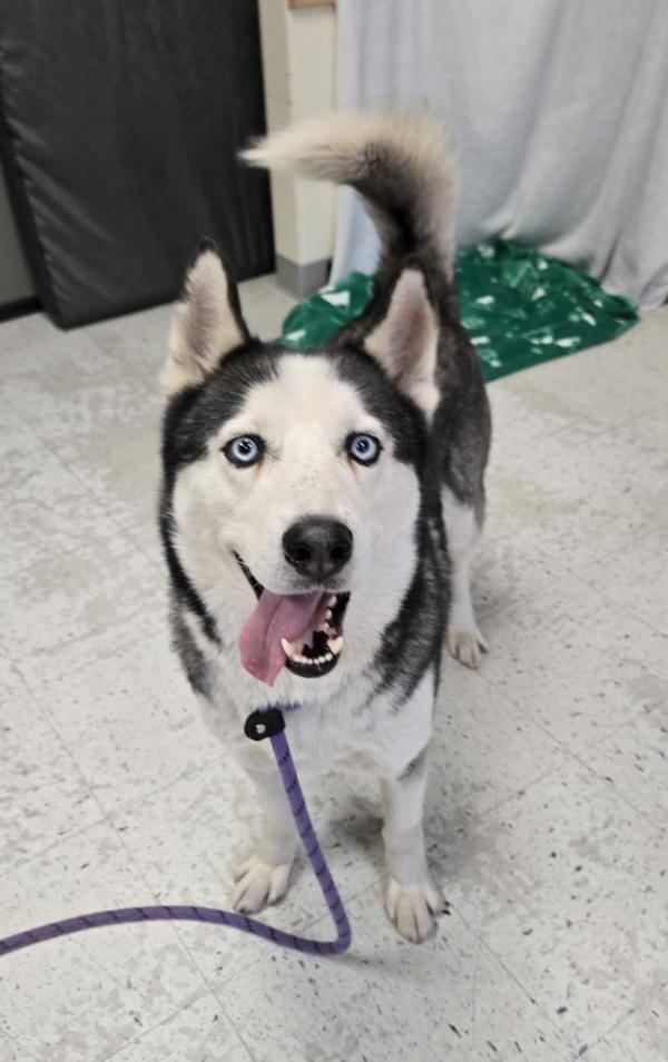 Koda, a Adoptable mixed breed in Salt Lake City, UT image 6/6