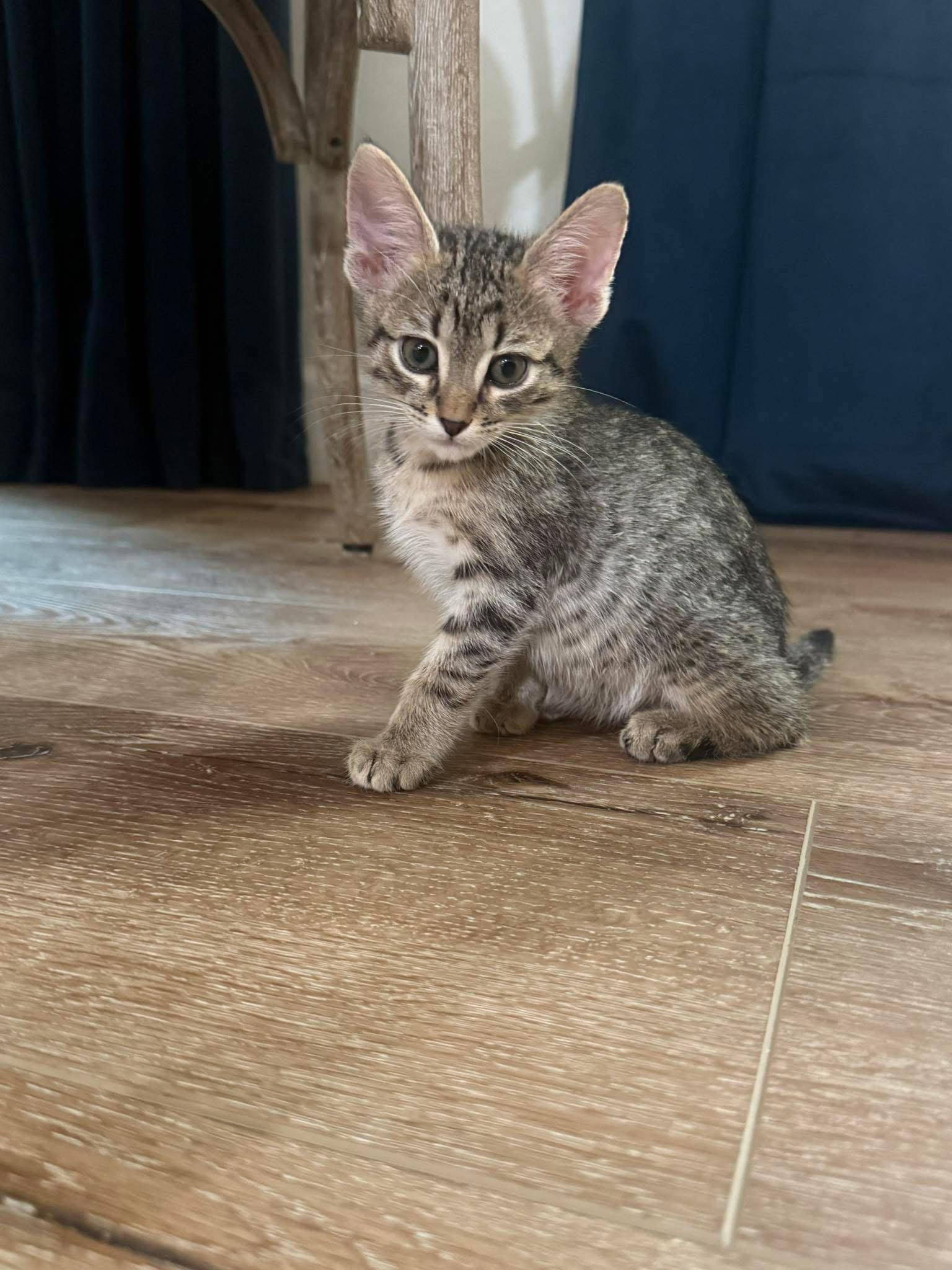 Pim, Adopted, Young Male Domestic Short Hair.