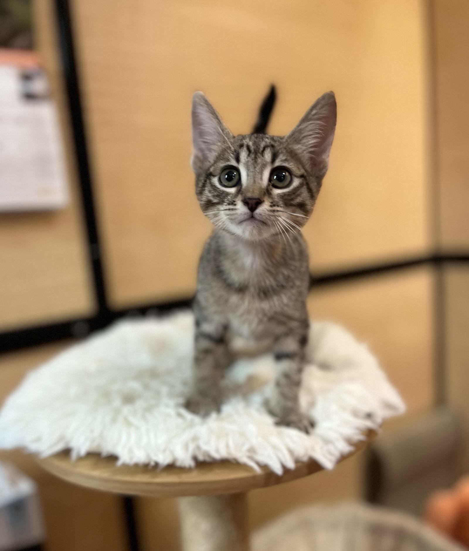 Pim, a Adopted Domestic Short Hair in Scottsdale, AZ image 2/2
